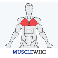 δߣMuscleWiki׿